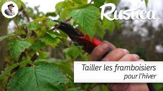 Tailler les framboisiers pour lhiver