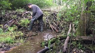 A meter-long beaver dam they restored it again. I disassemble without stopping.