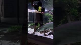 Ikan ARAPAIMA numpang lewat #shorts