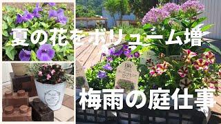 【ガーデニング】夏の花 購入苗の紹介｜スーパートレニアカタリーナをピンチ＆挿し芽して増やす｜梅雨の庭仕事