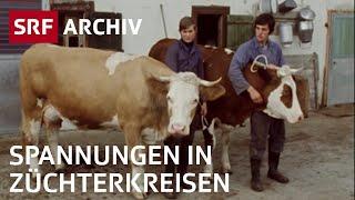 Viehschau im Simmental 1976  Spannungen bei Züchtern  Landwirtschaft in der Schweiz  SRF Archiv