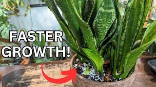how to get a snake plant to grow quicker and look full