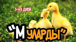 Будни Фермера. Утки породы Мулард. 1 - 43 день.  Mallard ducks