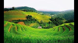 suasana sawah pedesaan di jawa indonesia