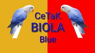 Cetak lovebird BIOLA blue dari ternak split biola