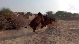 cow Meeting power  my village cow  The smart team matting