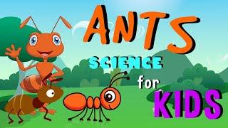 Ants  Science for Kids