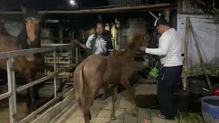 Kuda baru datang dari sumba