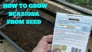 HOW TO GROW SCABIOSA FROM SEED PART 1