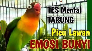 TES MENTAL TARUNG LOVEBIRDMU LABET FIGHTER Memicu Lawan Emosi Bunyi Ngetik Lanjut Ngekek Panjang