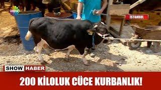 200 kiloluk cüce kurbanlık