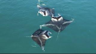 Giant Manta Rays Seen Performing Something INCREDIBLE