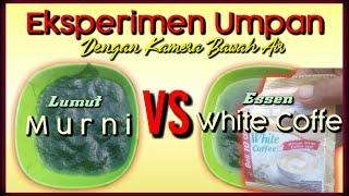 TES UMPAN TERBARU  LUMUT MURNI VS ESSEN WHITE COFFE