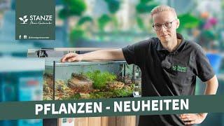 7 Wasserpflanzen Neuheiten für dein Aquarium