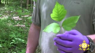 How to identify poison ivy and stay away