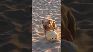 She loves Volleyball  #fun