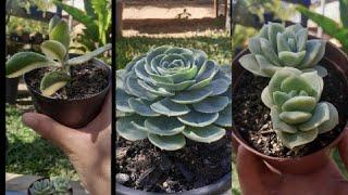 ECHEVERIA GLAUCA+LOVELY ROSE+JADE VARIEGATA