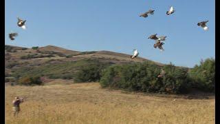 Partridge Hunting - Doğada Özgürsün - Anaodolu Keklik Avı 20202021 Av Sezonu