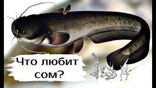 Топ самых действенных и проверенных наживок на сома На что ловить сома? На что клюёт сом?