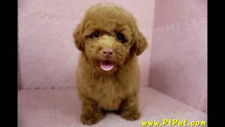 0812 紅貴賓 poodle -公幼犬-日新犬舍