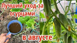 ЛУЧШАЯ ПОДКОРМКА И УХОД ЗА ОГУРЦАМИ ЧТОБЫ СОБИРАТЬ УРОЖАЙ ДО ЗАМОРОЗКОВ