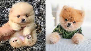 Pomeranian bath  Pomeranian grooming Pomeranian haircut Compilation #2