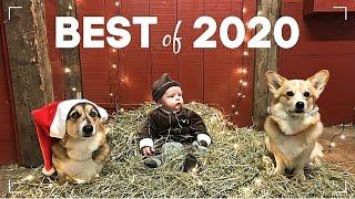 BEST of 2020 - Bebis & Hundar 