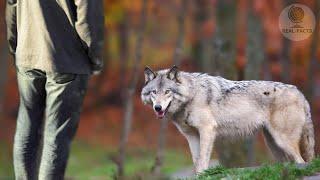 Boy saved a wolf pup and adopted him And a few years later the wolf saved his life