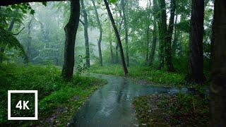 Relaxing Walk in the Rain Umbrella and Nature Sounds for Sleep and Relaxation  4k ASMR