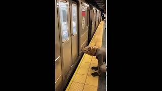 ONLY IN NEW YORK  YOUR FAVORITE CITY   Rat in New York subway