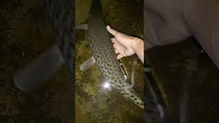 5 months old Alligator Gar.