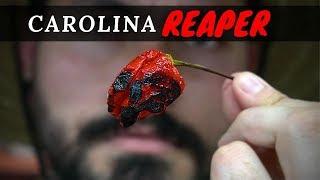 Carolina Reaper BBQ Ribs  La Capital