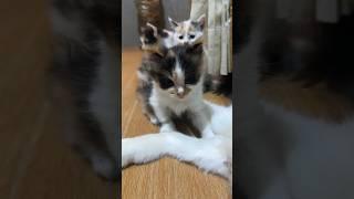 Anak kucing anggora lucu #cat #kucing #duniakucinglucu #shorts