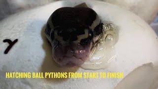 Hatching Ball Pythons From Start To Finish