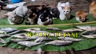 PENCERAHAN BUAT KUCING LOKAL