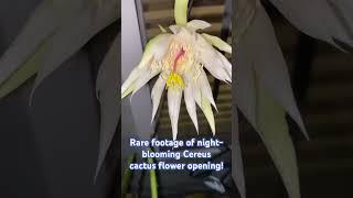 Rare footage of Cereus cactus flower opening at night