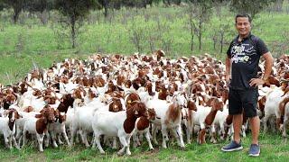 Why dont you need a big land to raise goats? Discover the untold secrets of successful goat farming