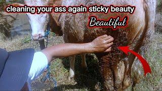 Clean up the poop of the beautybeautiful cow