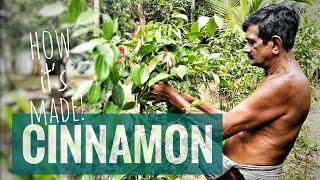 Harvesting Cinnamon in Cinnamon Island Sri Lanka  4K How its made 