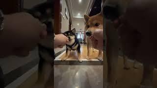 #柴犬酸酸涩涩 #柴犬 #养狗的乐趣