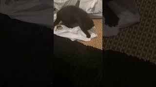 Kitten Vs Plastic Bags