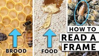 How to Read a Frame When Checking Your Bees  What the Beekeeper Does  Beekeeping for Beginners