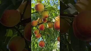 Надранні сорти персика на 6 червня #сад #персик