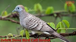 Zebra Dove Bird Call Sound - Bird TV