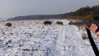 Polowanie zbiorowe na dziki -Drückjagd - vildsvinsjakt - wild boar hunting  -Chasse Au Sanglier