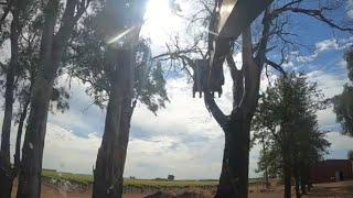 Volvo excavator removing HUGE gumtree 3ft across trunk very DANGEROUS JOB