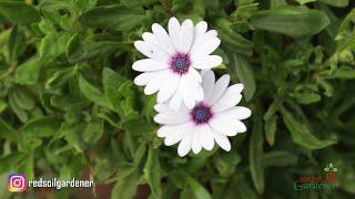 African Daisies  Propagation