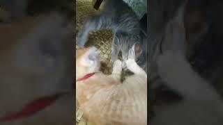 Cat vs Cat