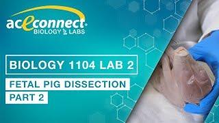 Biology Lab  Fetal Pig Dissection - Part 2