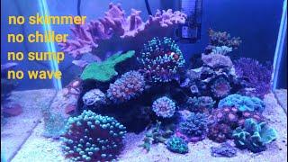 Super Simple Mix Reef Tank 30 Liter Murah Meriah